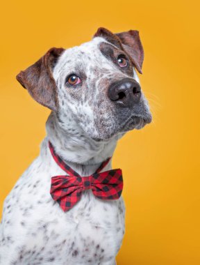 İzole edilmiş arka planda bir barınak köpeğinin şirin stüdyo fotoğrafı.