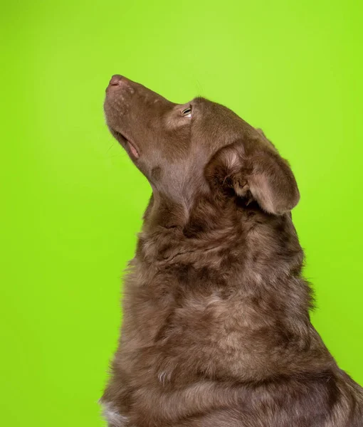 Schattig Hond Geïsoleerd Een Kleurrijke Achtergrond Een Studio Shot — Stockfoto