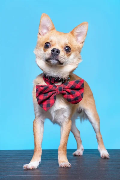 Zole Edilmiş Bir Arka Planda Çekilen Şirin Bir Köpek Stüdyosu — Stok fotoğraf