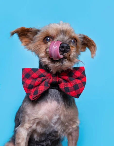 Zole Edilmiş Bir Arka Planda Çekilen Şirin Bir Köpek Stüdyosu — Stok fotoğraf