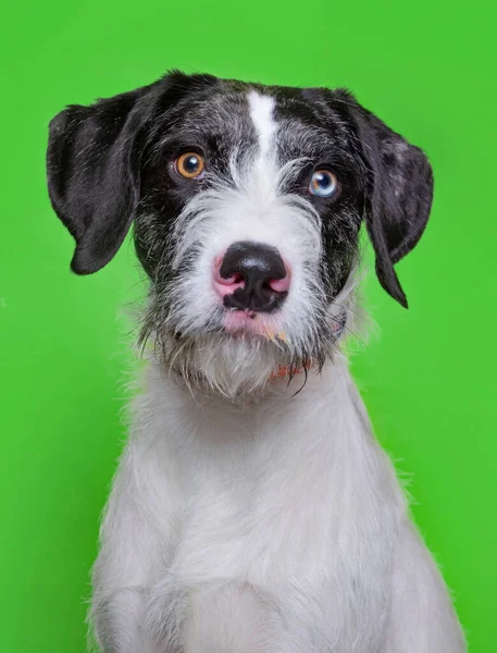 Nettes Hundestudio Auf Isoliertem Hintergrund — Stockfoto