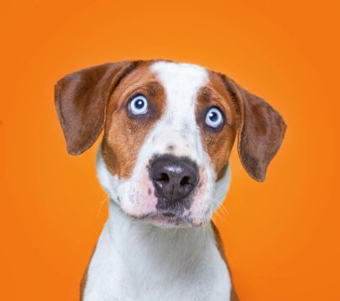 İzole edilmiş bir arka planda çekilen şirin bir köpek stüdyosu