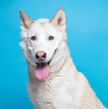 İzole edilmiş bir arka planda çekilen şirin bir köpek stüdyosu