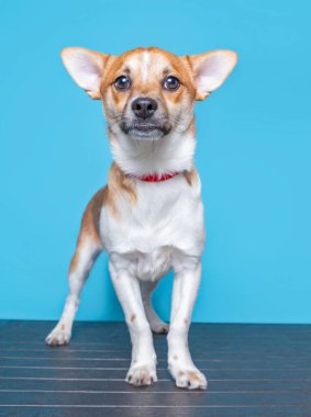 İzole edilmiş arka planda bir barınak köpeğinin şirin stüdyo fotoğrafı.