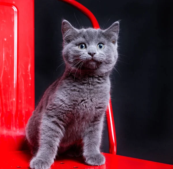 Lindo Estudio Foto Gato Refugio Fondo Aislado — Foto de Stock