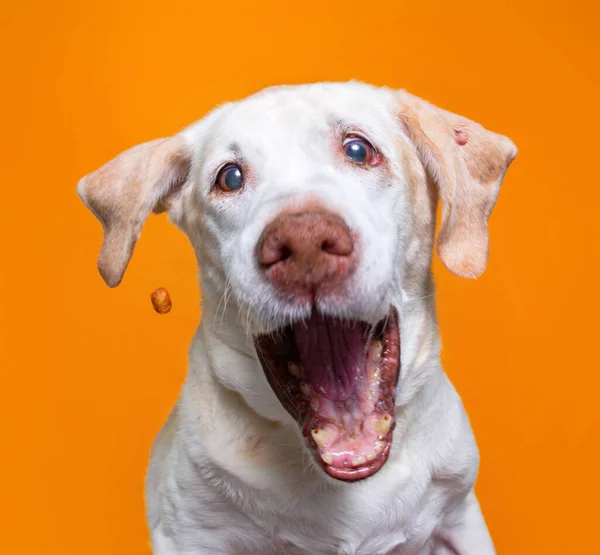 Bonito Cão Estúdio Tiro Isolado Fundo — Fotografia de Stock