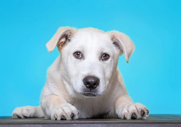 Söt Hund Studio Skjuten Isolerad Bakgrund — Stockfoto