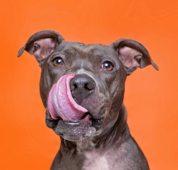 Bonito Cão Estúdio Tiro Isolado Fundo — Fotografia de Stock