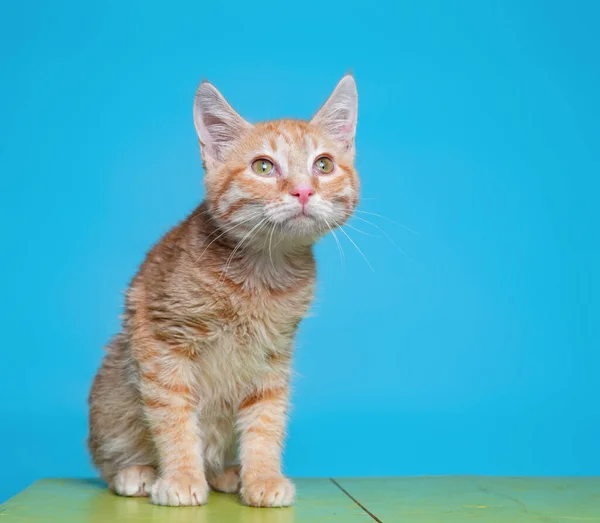 Niedliches Studiofoto Einer Tierheimkatze Auf Isoliertem Hintergrund — Stockfoto