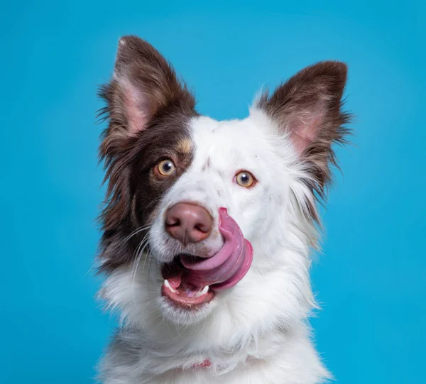 Lindo Perro Estudio Disparo Sobre Fondo Aislado —  Fotos de Stock