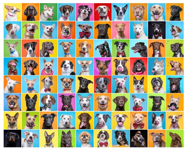 Niedliche Hunde Einem Studio Erschossen Collage Auf Einem Isolierten Hintergrund — Stockfoto
