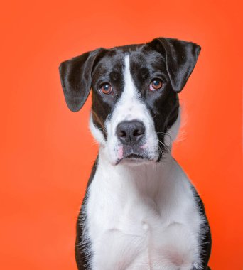 İzole edilmiş arka planda bir barınak köpeğinin şirin stüdyo fotoğrafı.
