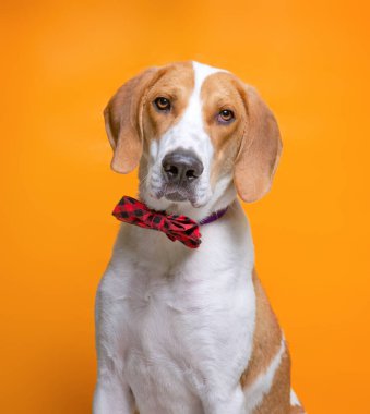 İzole edilmiş arka planda bir barınak köpeğinin şirin stüdyo fotoğrafı.