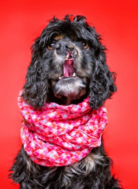 İzole edilmiş arka planda bir barınak köpeğinin şirin stüdyo fotoğrafı.
