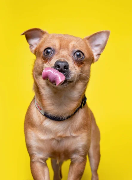 Roztomilý Pes Studio Shot Izolovaném Pozadí — Stock fotografie