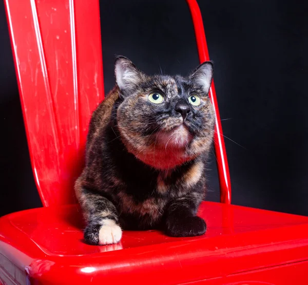 Lindo Estudio Foto Gato Refugio Fondo Aislado — Foto de Stock