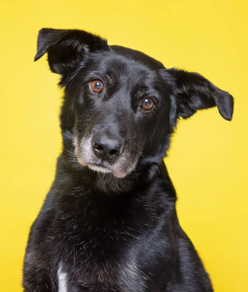 Carino Studio Foto Cane Rifugio Uno Sfondo Isolato — Foto Stock