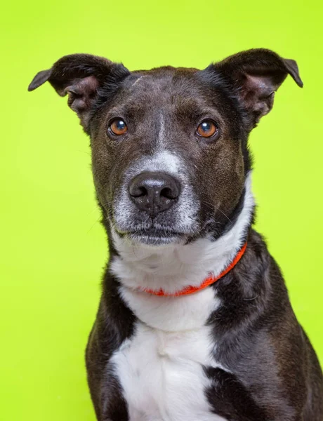 Cute Dog Studio Shot Isolated Background — Stock Photo, Image