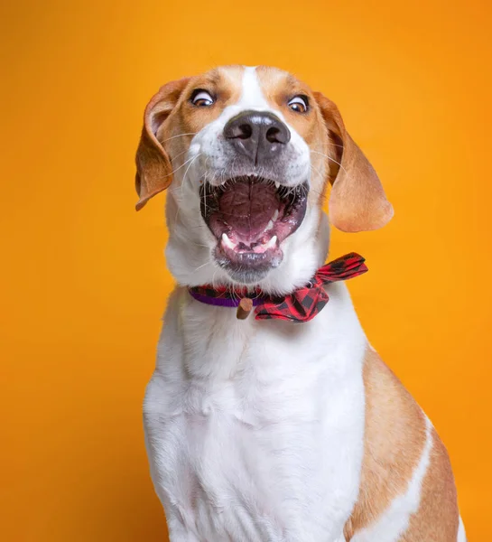 Jolie Photo Studio Chien Refuge Sur Fond Isolé — Photo