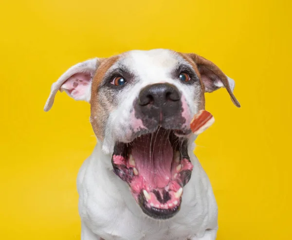 Bonito Cão Estúdio Tiro Isolado Fundo — Fotografia de Stock