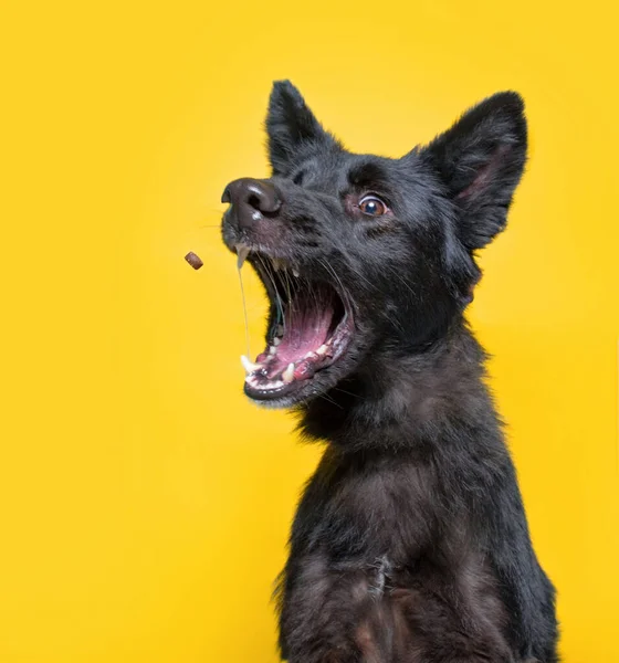 Χαριτωμένο Στούντιο Σκύλου Γυρίστηκε Ένα Απομονωμένο Φόντο — Φωτογραφία Αρχείου