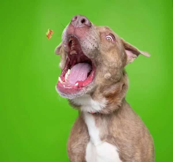 Χαριτωμένη Φωτογραφία Στούντιο Ενός Σκύλου Καταφύγιο Ένα Απομονωμένο Φόντο — Φωτογραφία Αρχείου