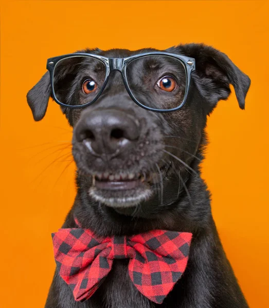 Foto Estúdio Bonito Cão Abrigo Fundo Isolado — Fotografia de Stock