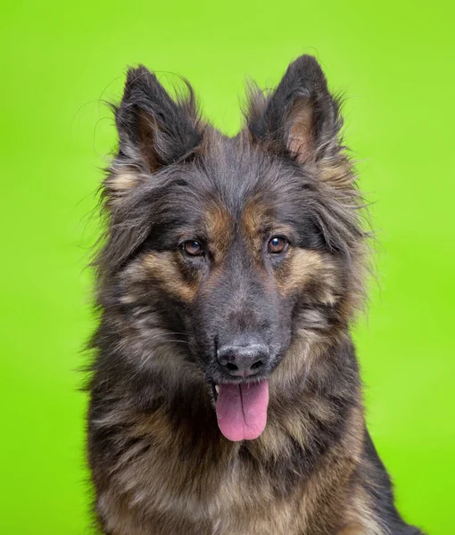 Zole Edilmiş Bir Arka Planda Çekilen Şirin Bir Köpek Stüdyosu — Stok fotoğraf