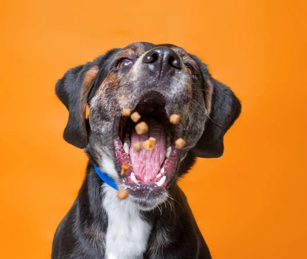 Studio Chien Mignon Tourné Sur Fond Isolé — Photo