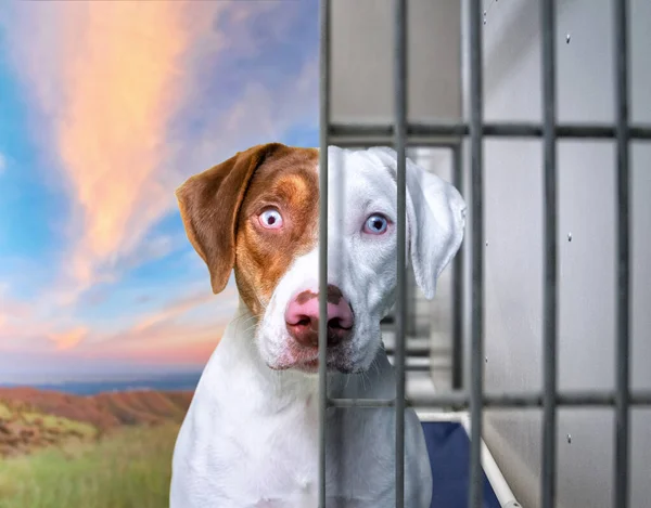 Lindo Estudio Foto Perro Refugio Fondo Aislado — Foto de Stock