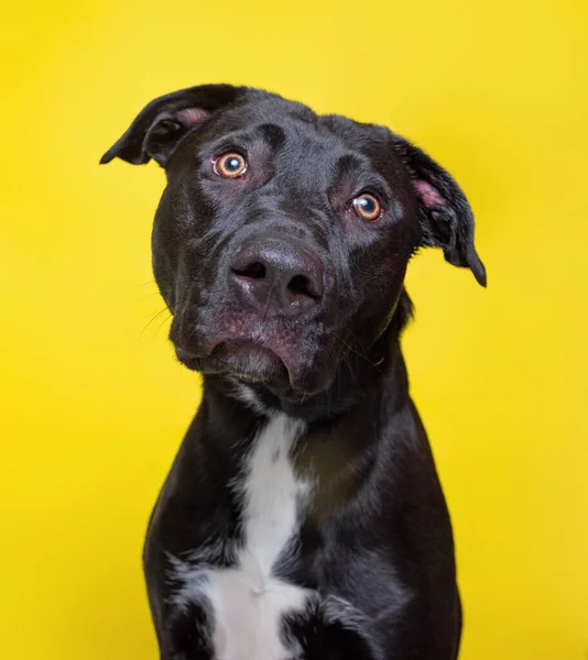 Cute Dog Studio Shot Isolated Background — Stock Photo, Image