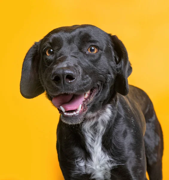 Lindo Perro Estudio Disparo Sobre Fondo Aislado —  Fotos de Stock