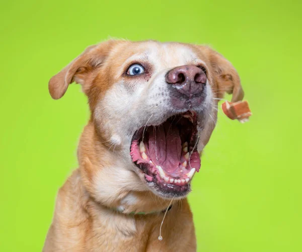 Schattig Honden Een Studio Shot Collage Een Geïsoleerde Achtergrond — Stockfoto