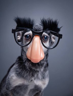 Bir stüdyo çekiminde renkli bir arkaplanda izole edilmiş şirin bir köpek.