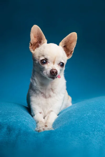Słodkie Chihuahua Studio Strzał — Zdjęcie stockowe
