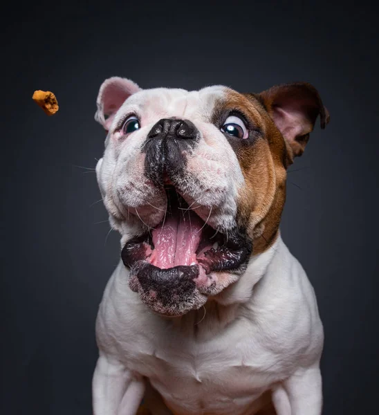 Милий Собака Ізольований Барвистому Фоні Студійному Кадрі — стокове фото