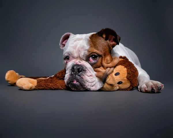 Niedlichen Hund Isoliert Auf Einem Bunten Hintergrund Einem Studio Aufgenommen — Stockfoto
