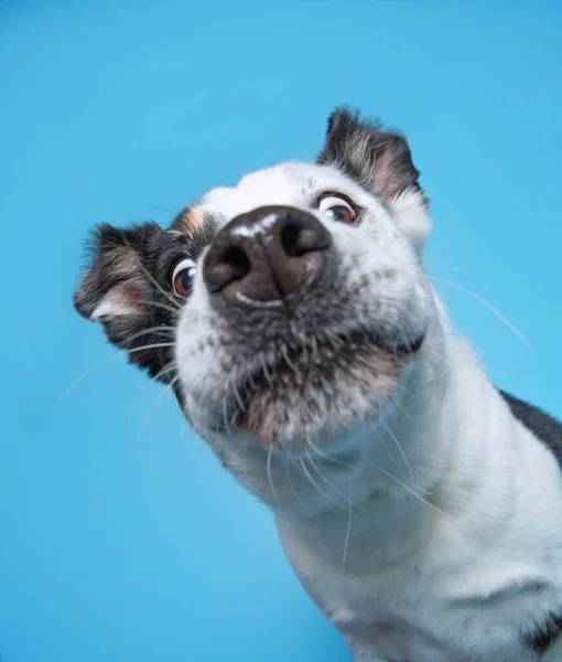 Niedlichen Hund Isoliert Auf Einem Bunten Hintergrund Einem Studio Aufgenommen — Stockfoto