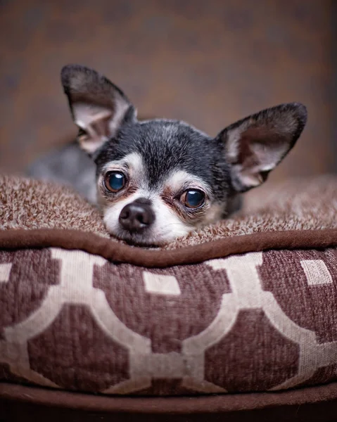 スタジオショットでカラフルな背景に隔離されたかわいい犬 — ストック写真