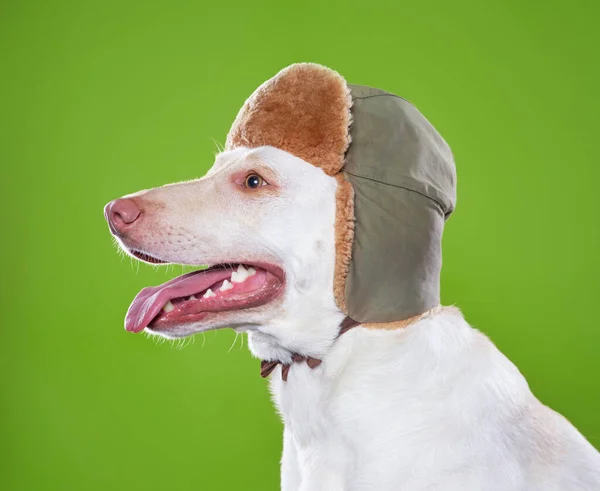 Schattig Hond Een Studio Een Geïsoleerde Achtergrond — Stockfoto