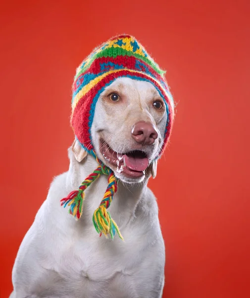 Tecrit Edilmiş Bir Arka Planda Stüdyoda Sevimli Bir Köpek — Stok fotoğraf