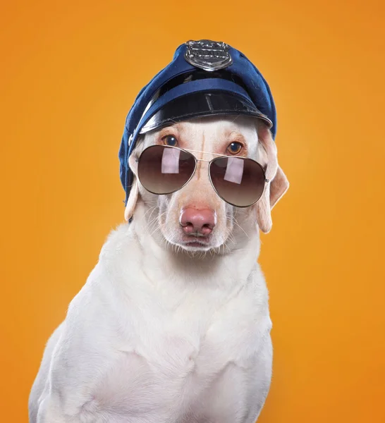 Cão Bonito Estúdio Fundo Isolado — Fotografia de Stock