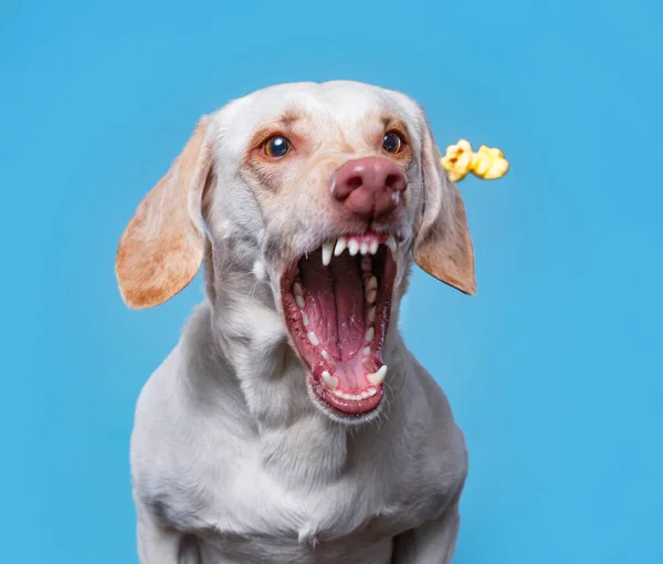 Chien Mignon Dans Studio Sur Fond Isolé — Photo