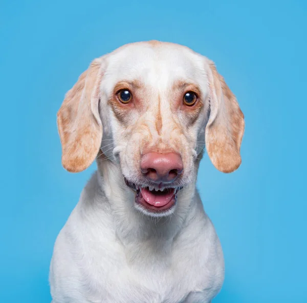 Niedlichen Hund Einem Studio Auf Einem Isolierten Hintergrund — Stockfoto