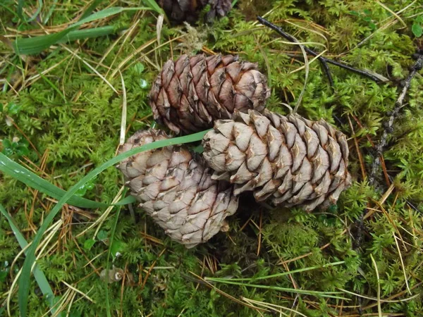 The cedar cone in moss — Stock Photo, Image