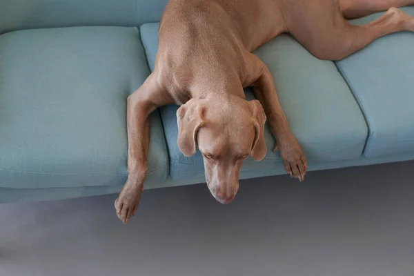 Brun Labrador på soffan — Stockfoto