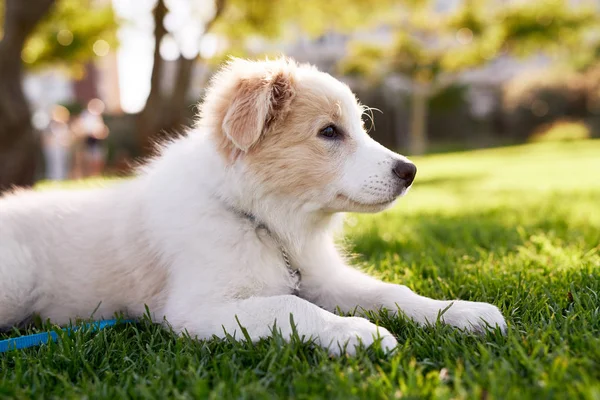 Yeşil çimenlerin üzerinde uzanmış köpek yavrusu — Stok fotoğraf