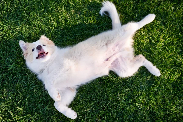 Puppy lying down on green grass — Stock Photo, Image