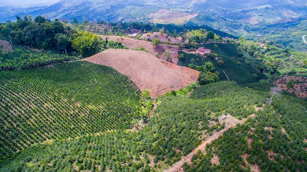 Kávové plantáže tropické pásmo — Stock fotografie