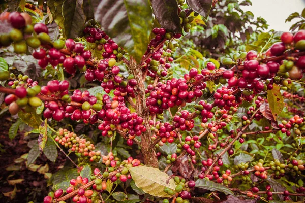 Plantação de café na Zona Tropical Colômbia Imagens Royalty-Free